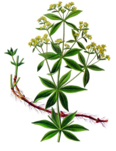 Madder - Rubia tintorum
